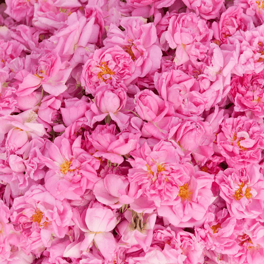 The Secret Power of Rose oil